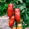 Solanum lycopersicum ‚San Marzano Giano‘ 