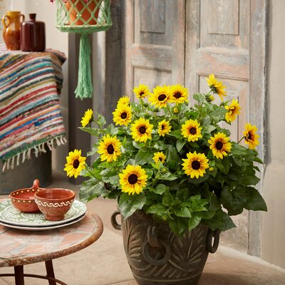 Helianthus Hybride
