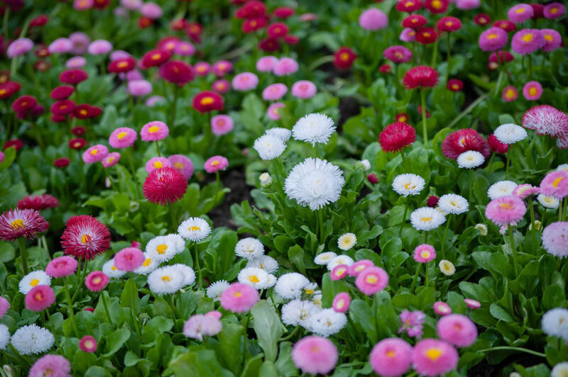 Bellis perennis