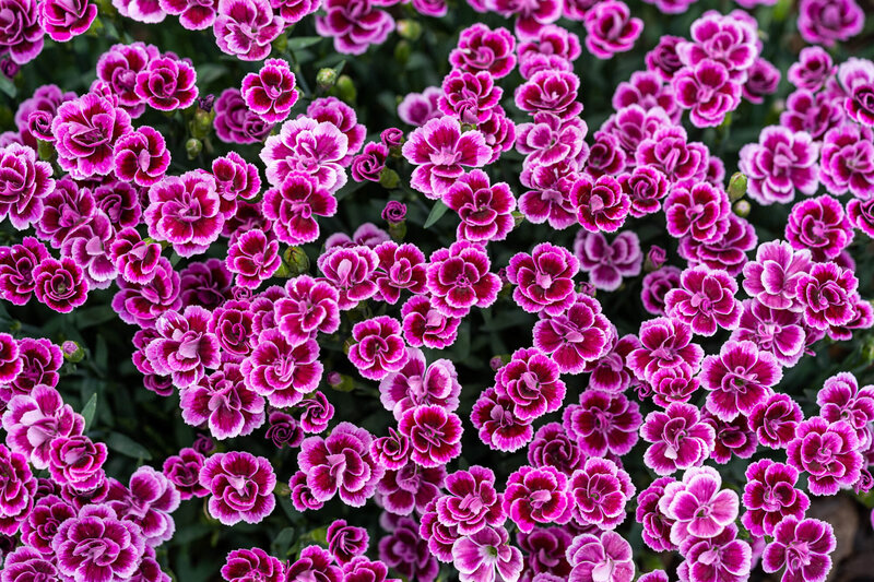 Dianthus caryophyllus