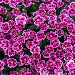 Dianthus caryophyllus