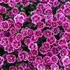 Dianthus caryophyllus