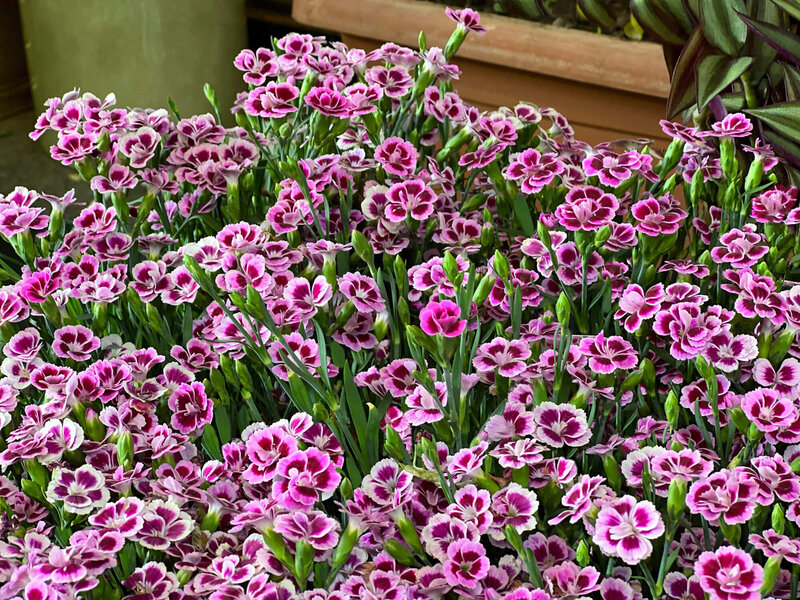 Dianthus caryophyllus