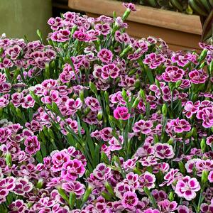 Dianthus caryophyllus