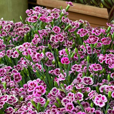 Dianthus caryophyllus