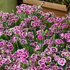 Dianthus caryophyllus
