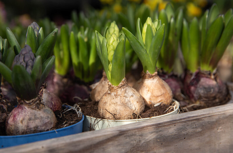 Hyacinthus orientalis 
