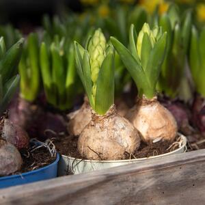 Hyacinthus orientalis 