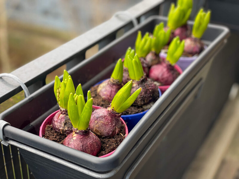 Hyacinthus orientalis 
