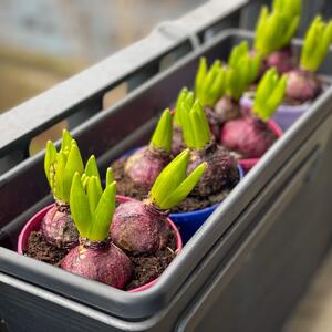 Hyacinthus orientalis 