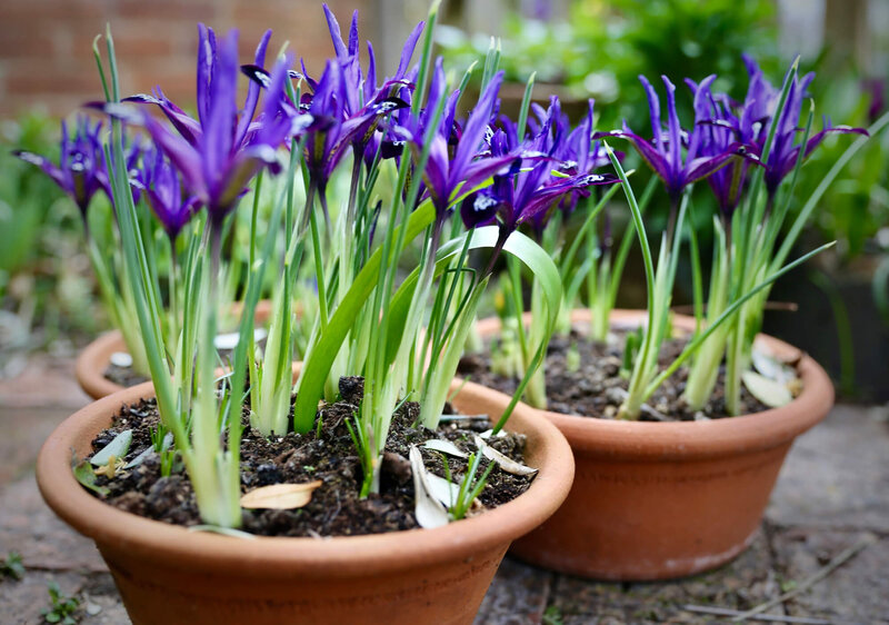 Iris reticulata