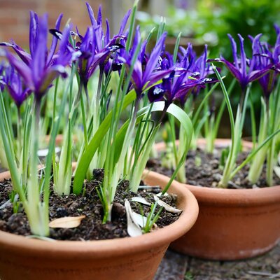 Iris reticulata