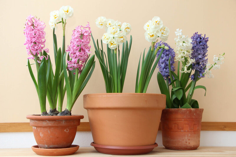 Narcissus Hybride