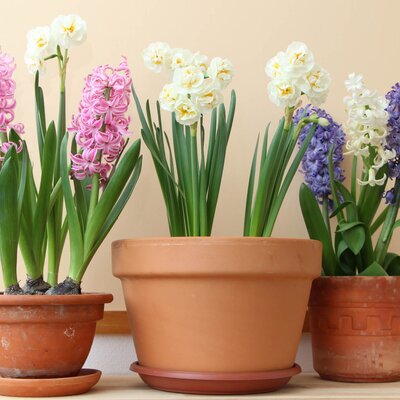 Narcissus Hybride