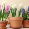 Narcissus Hybride