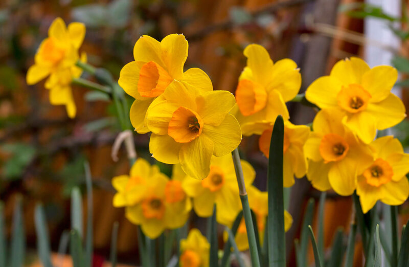 Narcissus Hybride