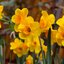 Narcissus Hybride