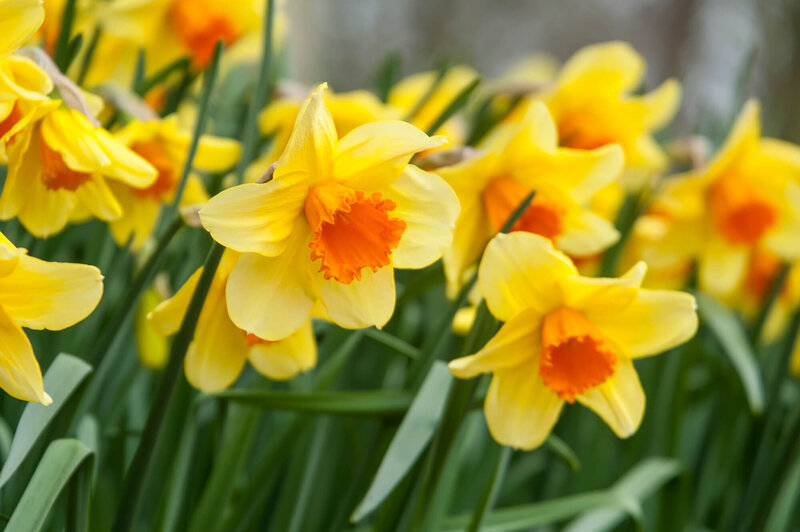 Narcissus Hybride