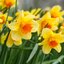 Narcissus Hybride