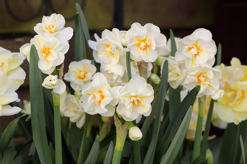 Narcissus Hybride