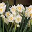Narcissus Hybride