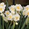Narcissus Hybride