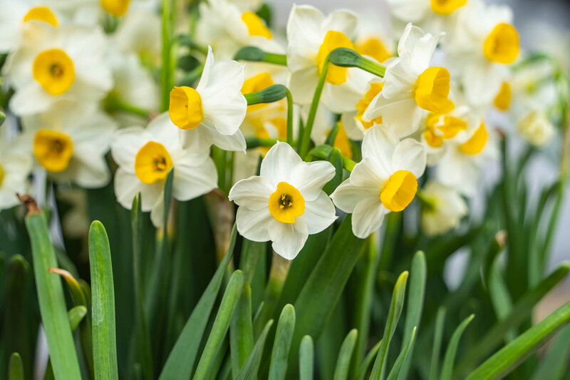 Narcissus Hybride