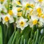 Narcissus Hybride