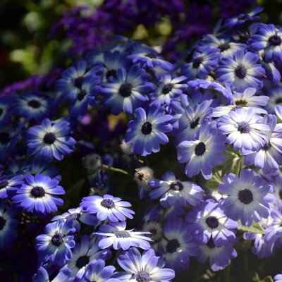  Senecio-Cruentus - Hybriden