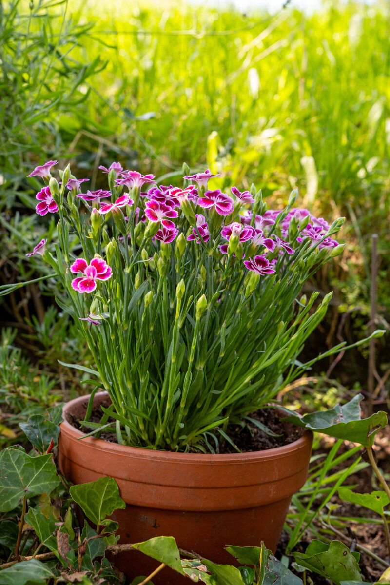 Dianthus caryophyllus