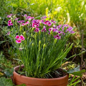 Dianthus caryophyllus