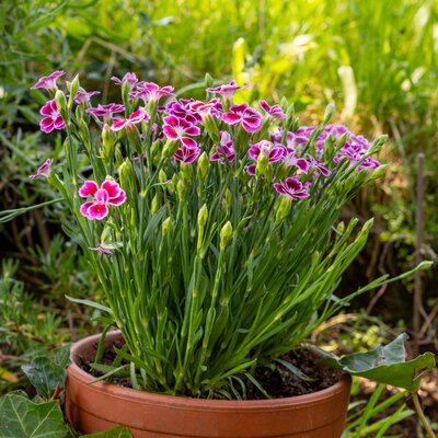 Dianthus caryophyllus
