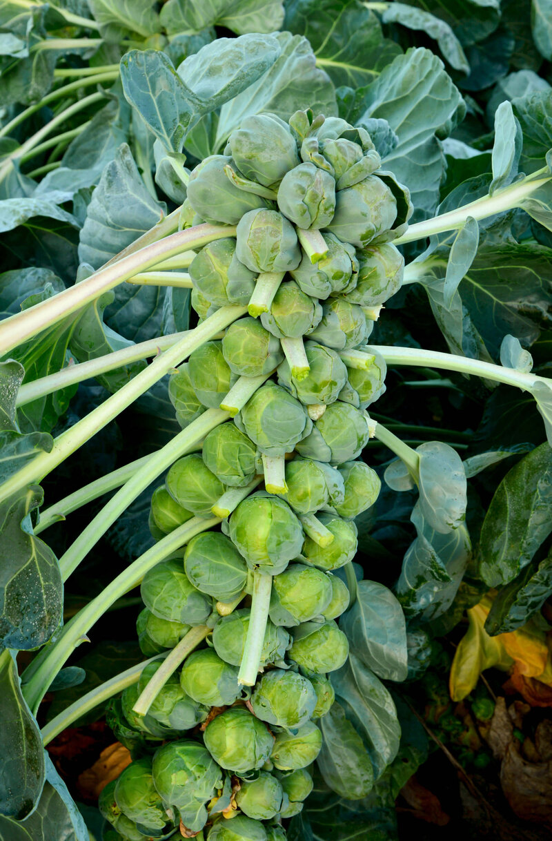 Brassica oleracea var. gemmifera