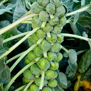 Brassica oleracea var. gemmifera