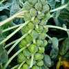Brassica oleracea var. gemmifera