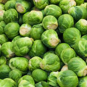 Brassica oleracea var. gemmifera