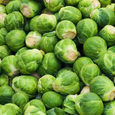 Brassica oleracea var. gemmifera