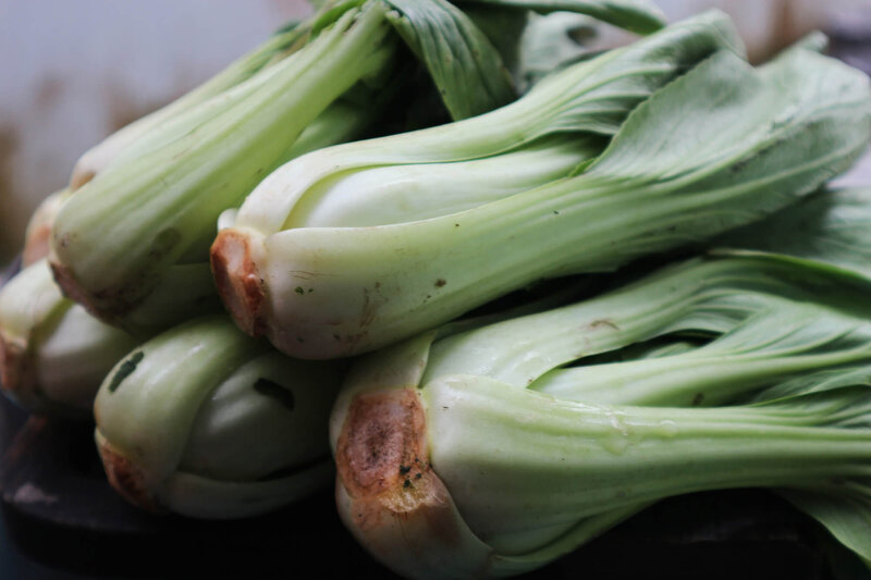 Brassica campestris camp