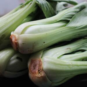Brassica campestris camp