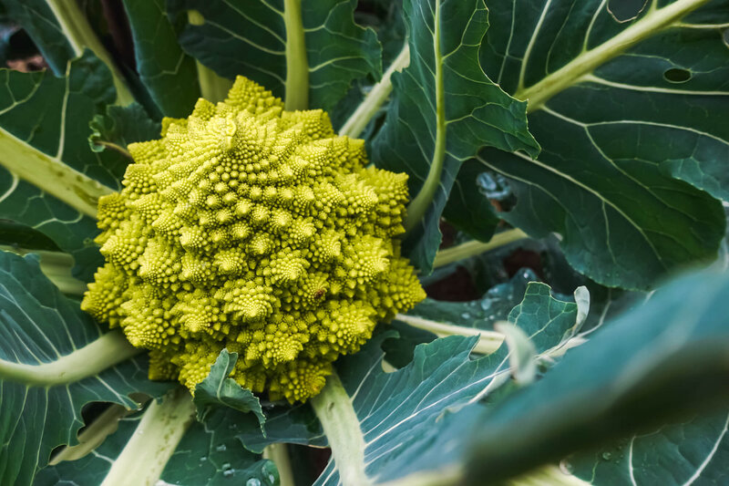 Romanesco