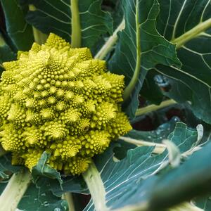 Romanesco