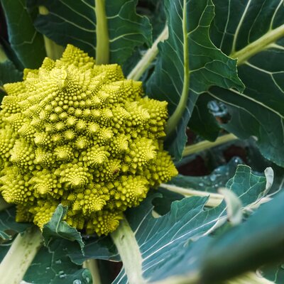 Romanesco