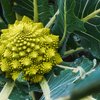 Romanesco