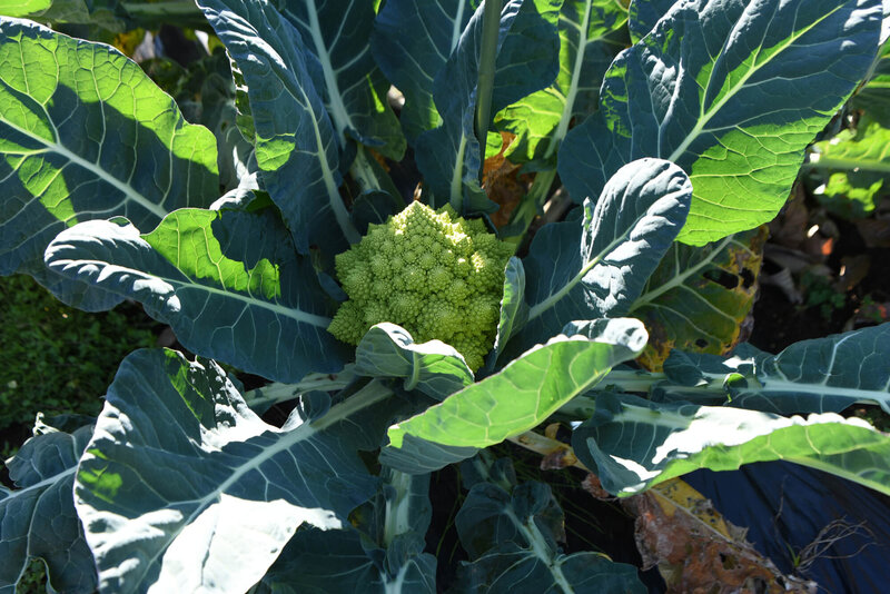 Romanesco