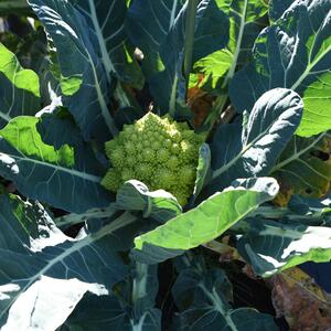 Romanesco