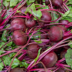 Beta vulgaris