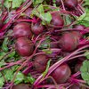 Beta vulgaris