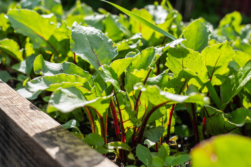 Beta vulgaris