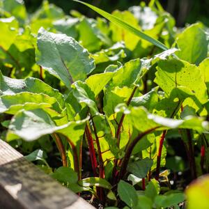 Beta vulgaris