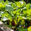 Beta vulgaris
